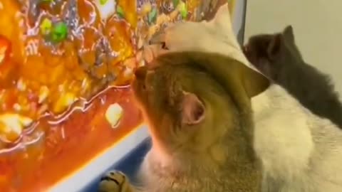 funny cat short videos |😂| part 188 |👍| Hello cats #shortvideo #shorts