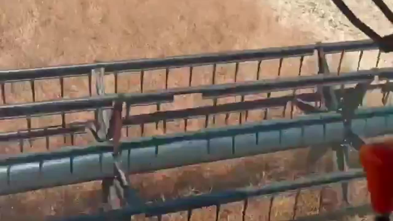 A Ukrainian farmer found a small deer fawn that stayed safe next to him while he