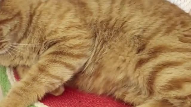 Cat loves to be brushed!