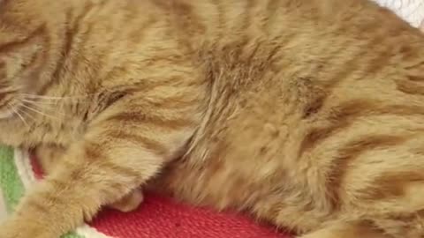 Cat loves to be brushed!