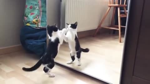 Funny cat and mirror