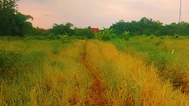 walk in the vast meadow aesthetic video