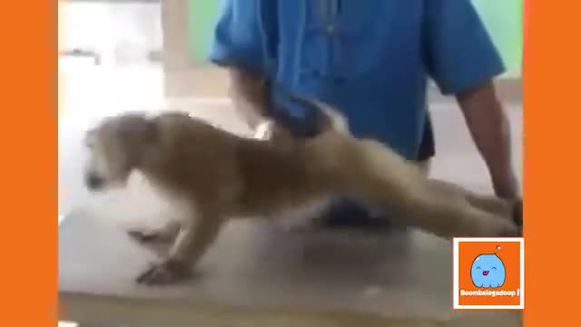 How to exercise with your pet