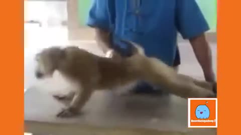 How to exercise with your pet