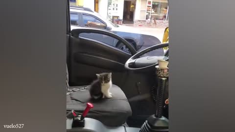 Funny Cats, Dogs Videos 2024!! 😂Best Funny Animals Videos of The WEEK!!