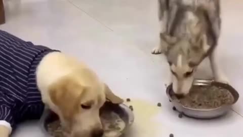 Funny Animal Videos 2023 | Funniest Cats And Dogs Video #shorts