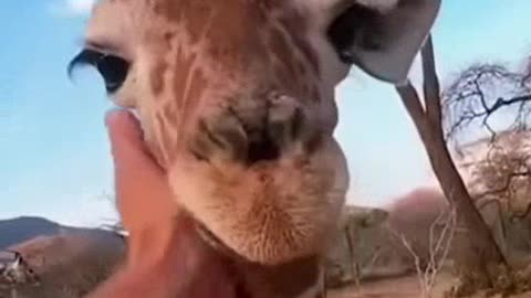 Cute baby animals😅
