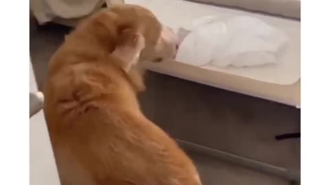 Loyal dog