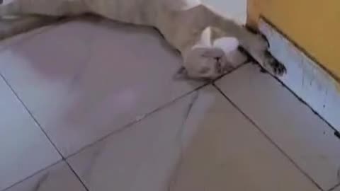 Cat sleeping his own funny style