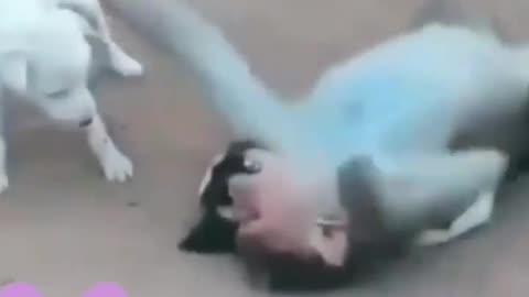 Monkey Having Fun With Puppies #shorts #shortvideo #video #virals #videoviral