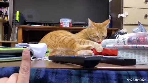 Cat video funy