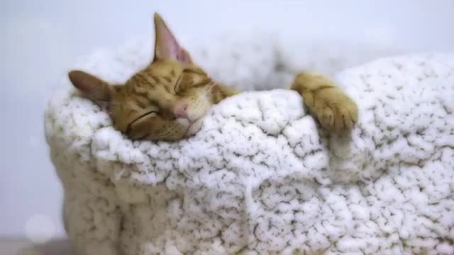Music that puts your cat to sleep in 5 minutes