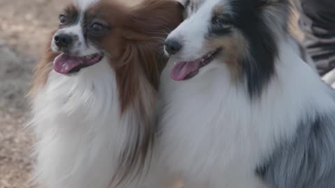 Dogs