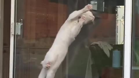 Most funny cat/weird cat