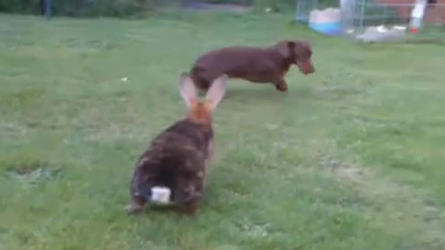 Sausage dog and rabbit in the garden