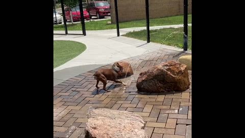 This dog….