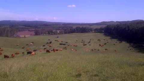 Cattle on Grass
