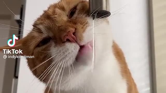 CAT DRINKING TAP WATER (Try Not To Laugh)