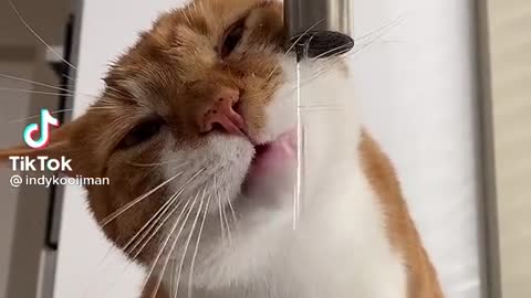 CAT DRINKING TAP WATER (Try Not To Laugh)