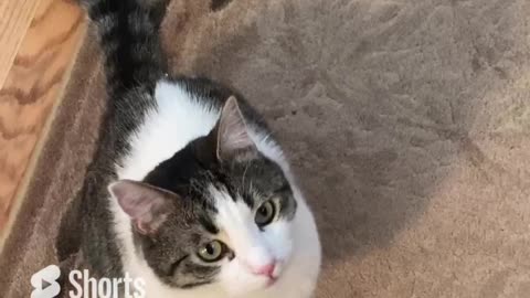Kylo’s meow whenever he doesn’t get pets or he’s about to jump on Mom’s back #SpoiledCat