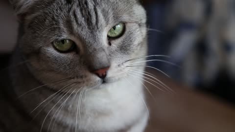 Terrifying hook of a silver cat