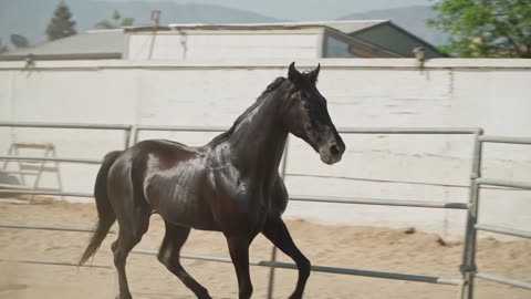 The most beautiful colors of horses