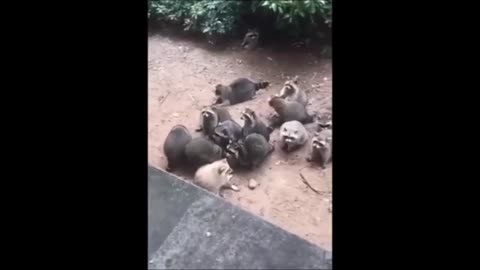 Super funny Crazy Ultimate Funny Dogs and Cats Video Compilation