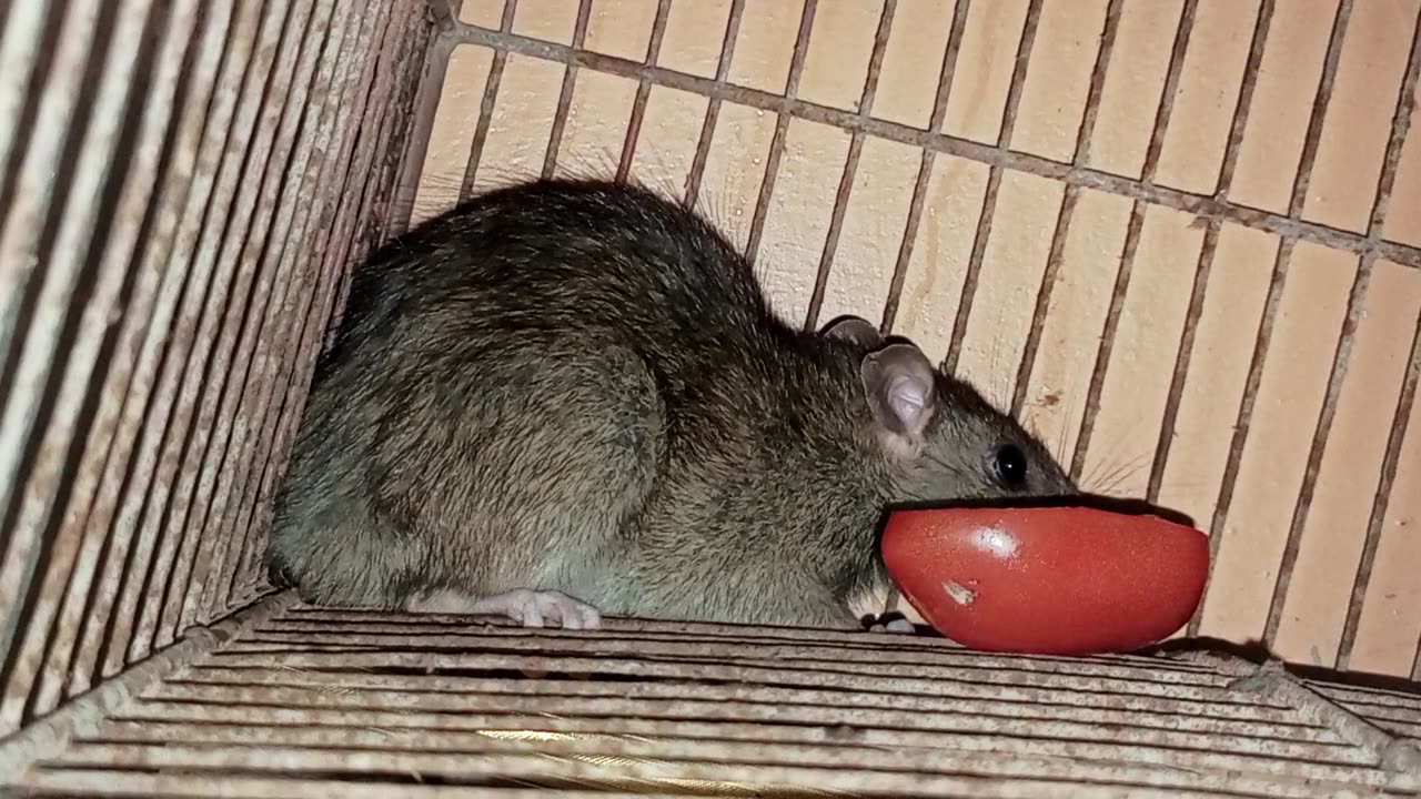 Big female mouse🐀🐭 rat tomato🍅