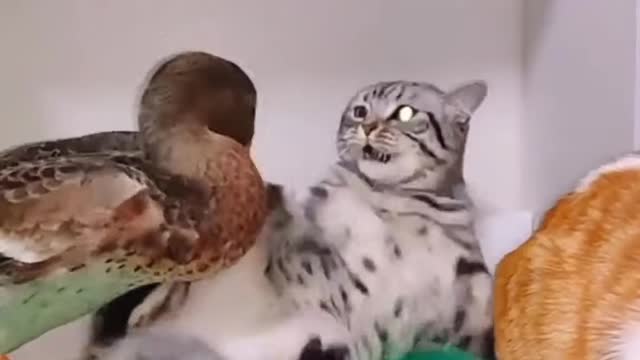Pappi dog v/s Big dog. Funny video