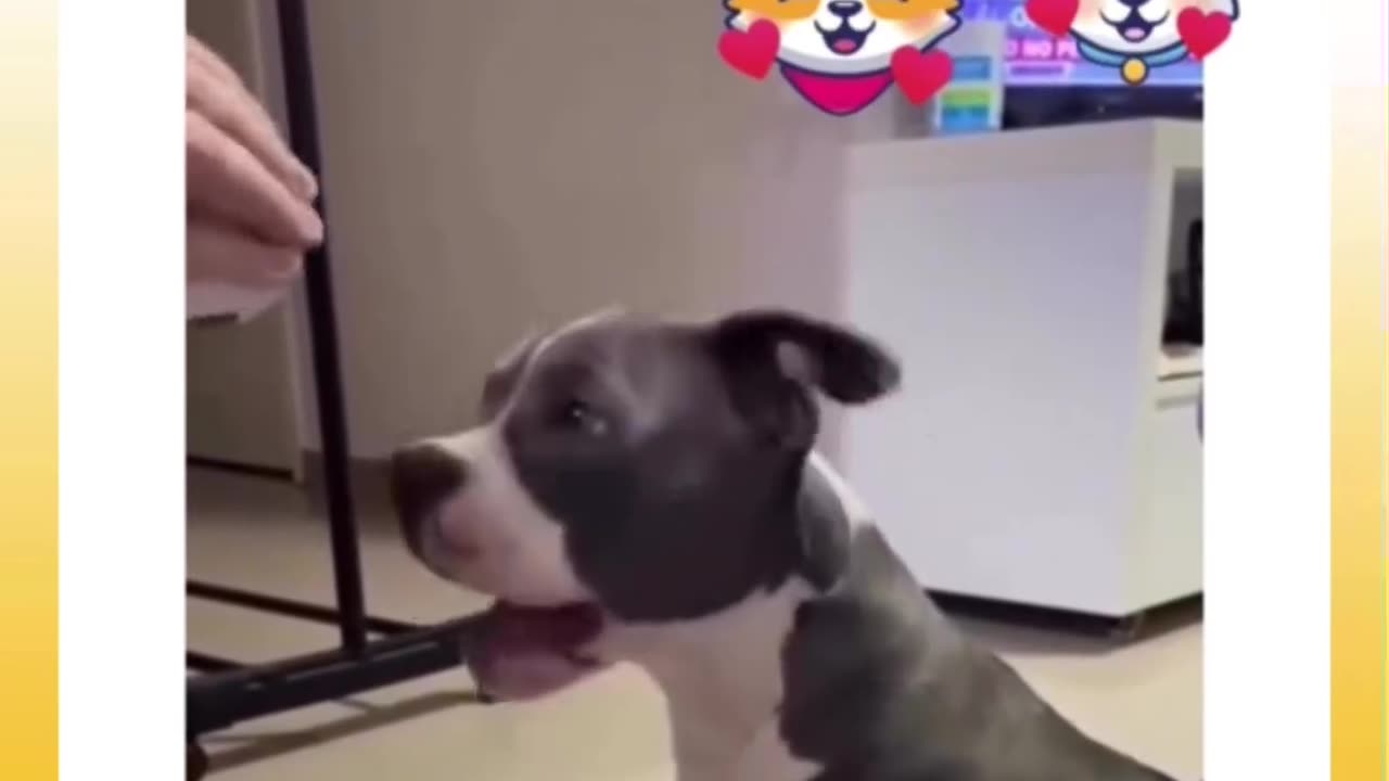 Funny Dogs