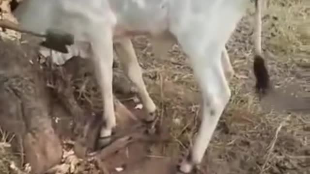 Tensan cow