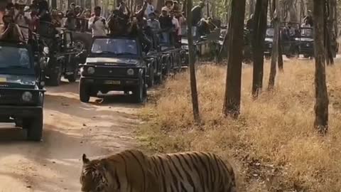 Wild animals zero distance from the animal world tiger