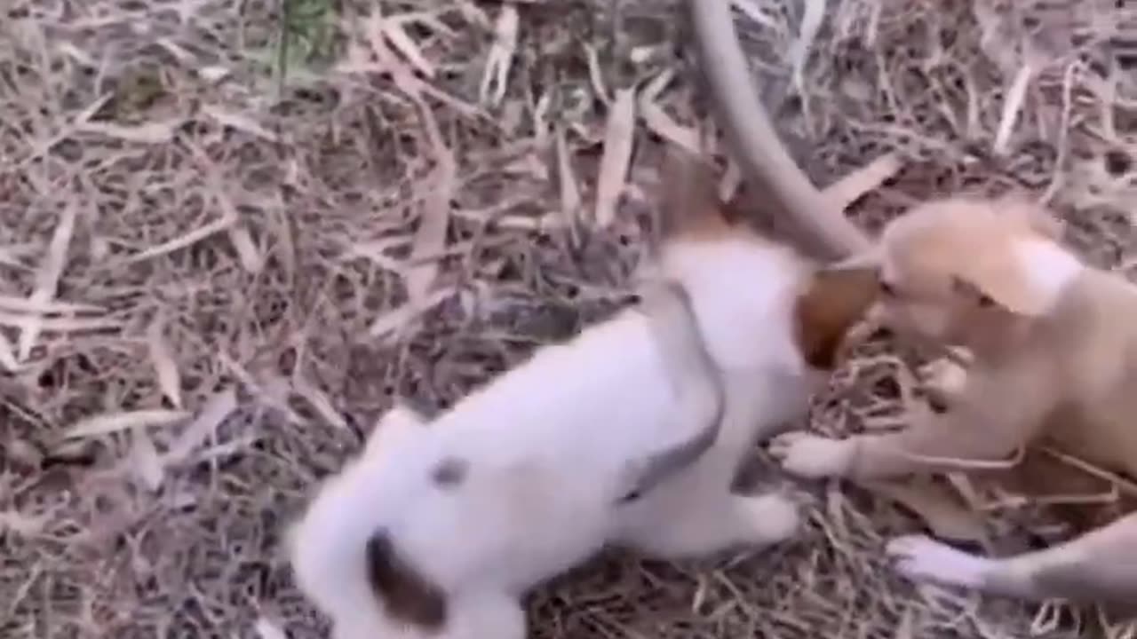 Dog Fight with Snack