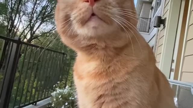 Not nosy at all 😹 #neighbors #adventurecat