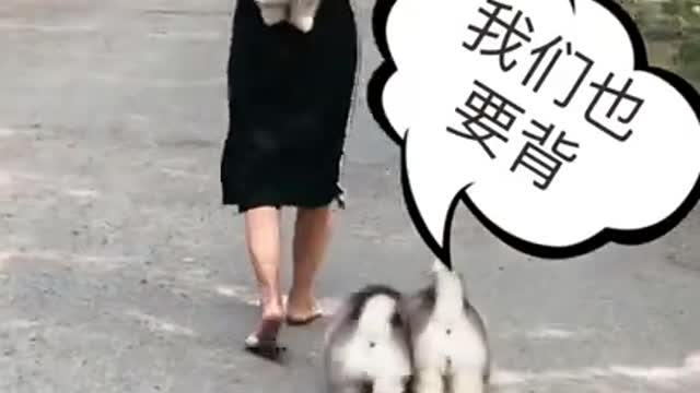 funniest dogs walking