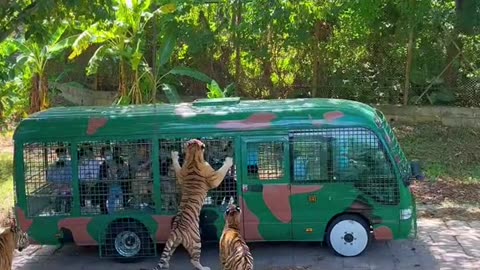 Tiger In jungle Atach the van