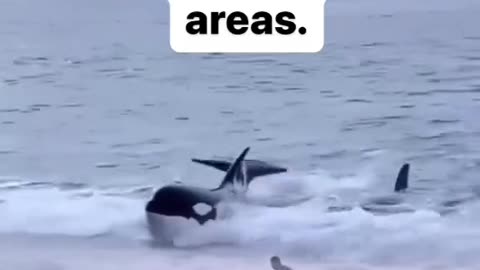 The Importance of Warnings to Avoid Swimming in Certain Areas Where Orcas Suddenly Appear