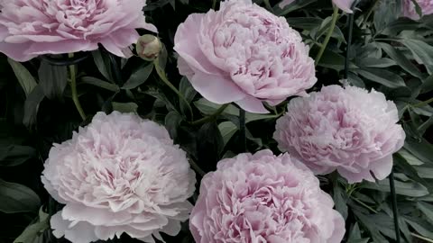 Canadian Peony Society Virtual Show