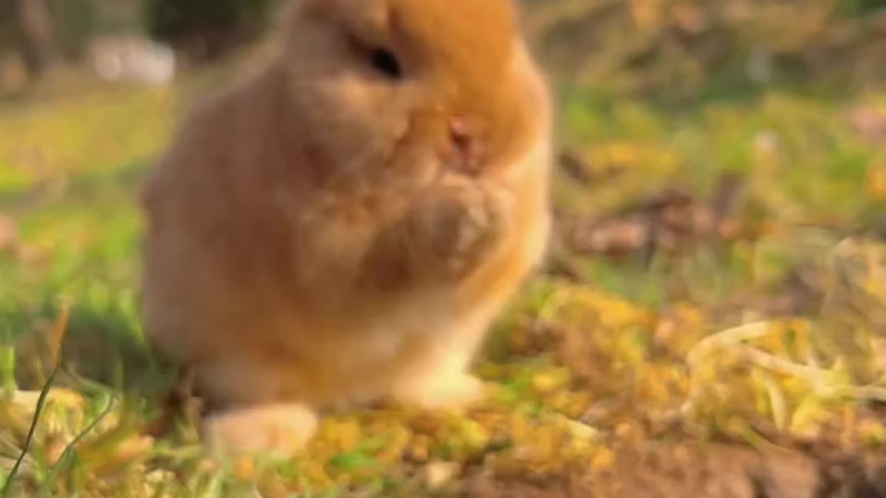 A cute rabbit is eating strawberries and carrots