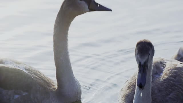 How beautiful a swan bird Glory be to God