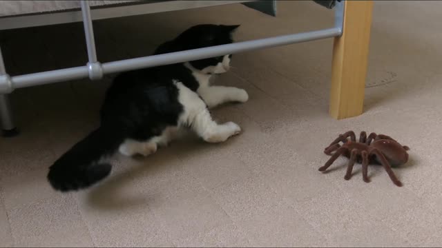 Cat playing with spider