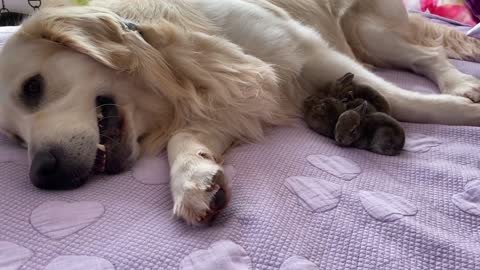 Lovely Golden Retriever has the Cutest Friends - Baby Bunnies!