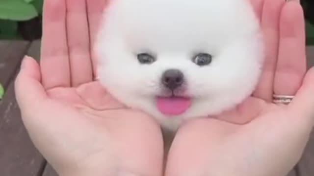 small cute puppy