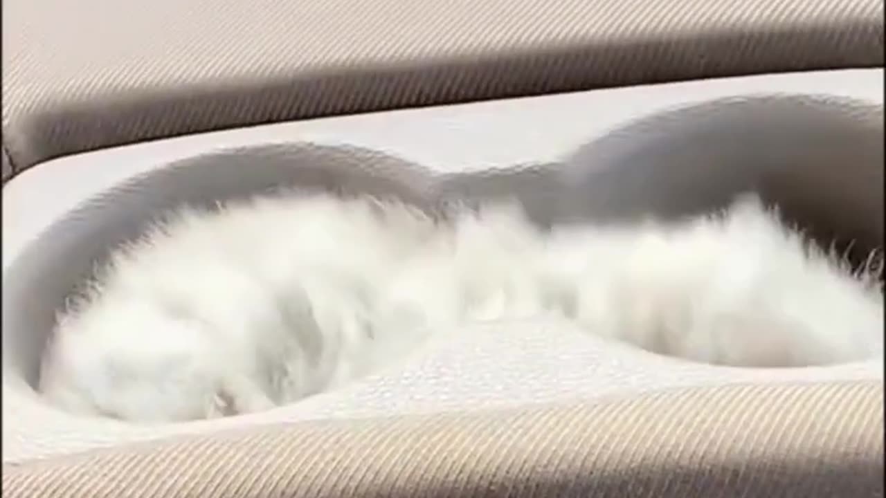 Animals funny video 😜😁#2023