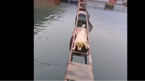 3:29 minuets of Dumb but Funny animals! LOL