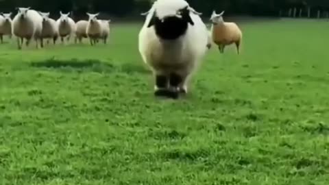 Funny videos 2023