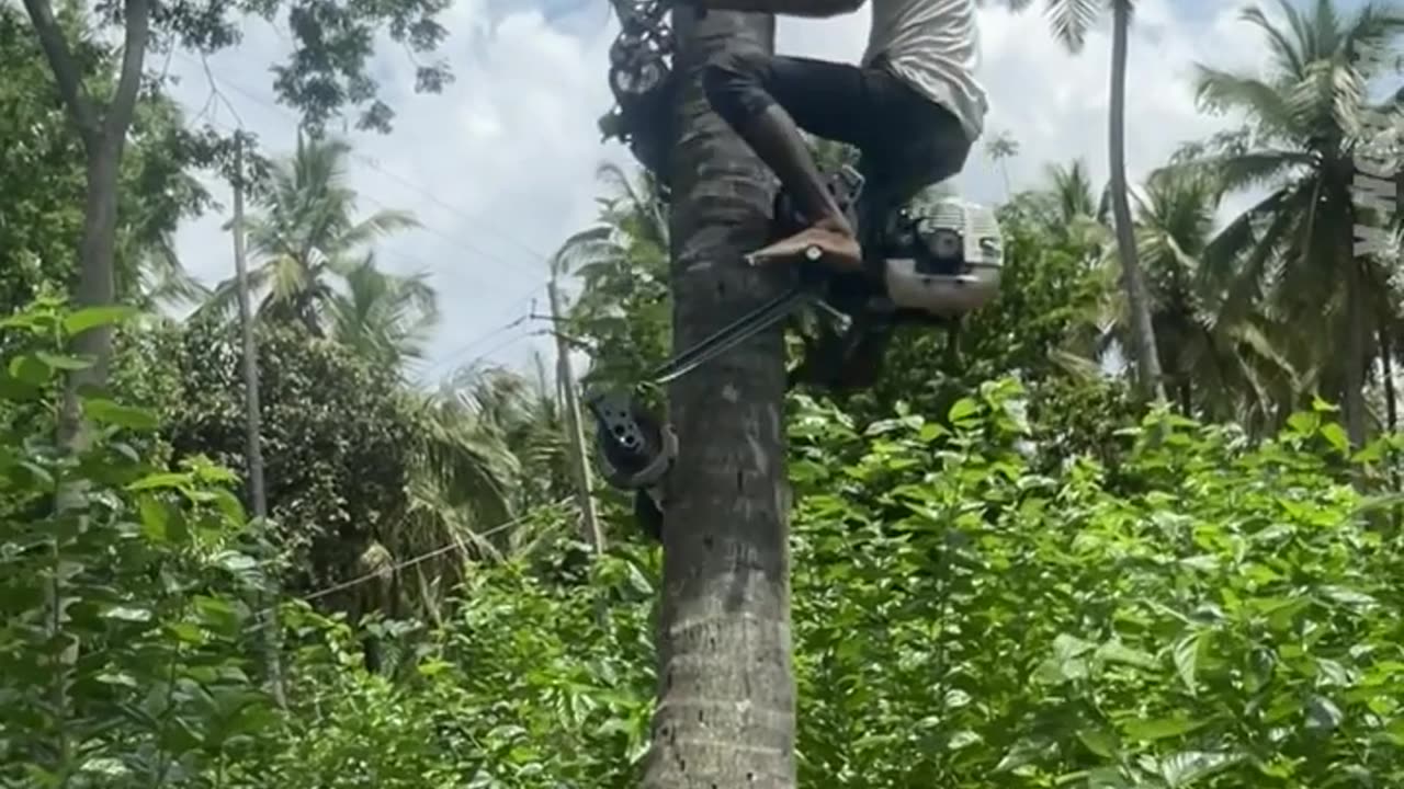 TREE CLIMBING HAND MADE MACHINE