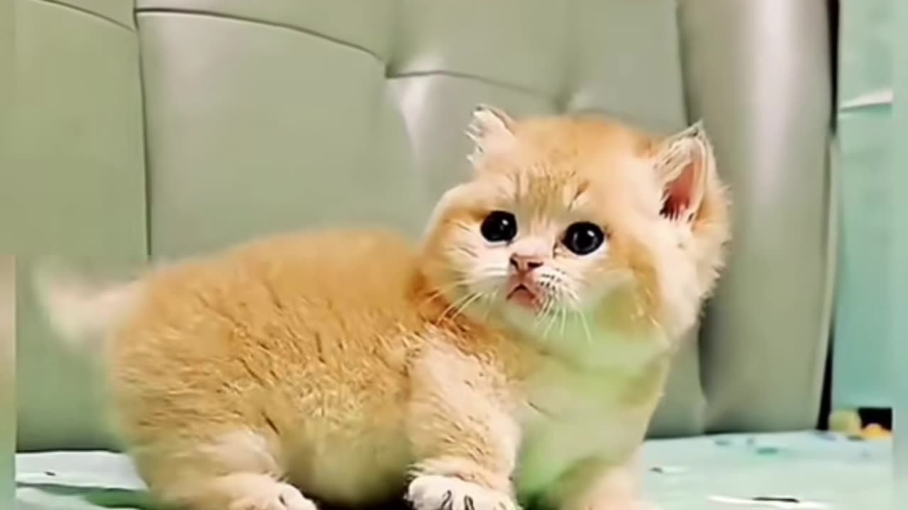 Cute Cat acting like dead 🥺❤️ so cutest cat ever ❤️