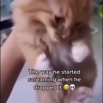 Sad Pussy Cat