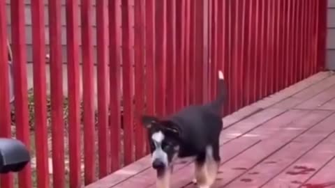 The funniest animals Funny videos about cats, dogs and other animals